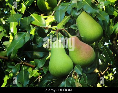 Große reife Birnen auf einem Ast unter den grünen Blättern. Sich fotografiert in der Nähe. Stockfoto