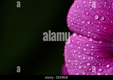 Nahaufnahme von Cape Daisy Blume mit Wassertropfen auf Blütenblätter Stockfoto