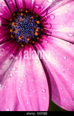 Nahaufnahme von Cape Daisy Blume mit Wassertropfen auf Blütenblätter Stockfoto