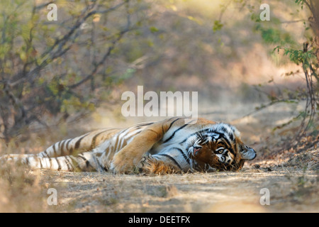 Halten ein Auge auf Qualji Gebiet in den wilden Wald Ranthambhore Tigerin. (Panthera Tigris) Stockfoto