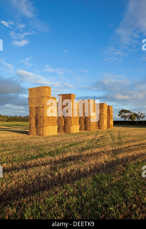 Am Abend Sonnenlicht auf hohe Strohballen Stapeln in einer Agrarlandschaft im Spätsommer Stockfoto