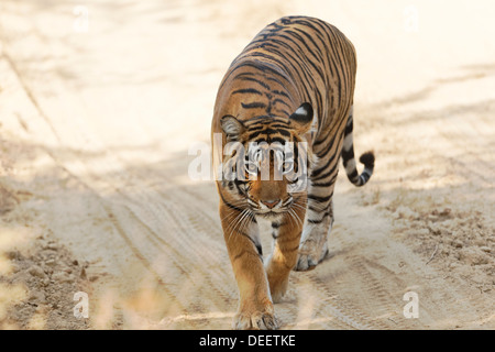 Bengalische Tigerin zu Fuß Kopf über den Dschungel track im Qualji Bereich des Ranthambhore Wald, Indien. (Panthera Tigris) Stockfoto