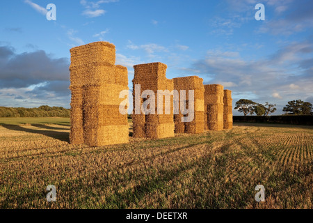 Eine Stoppel Feld Landschaft mit hoch gestapelt Strohballen und Bäumen gebadet im Abendlicht Stockfoto