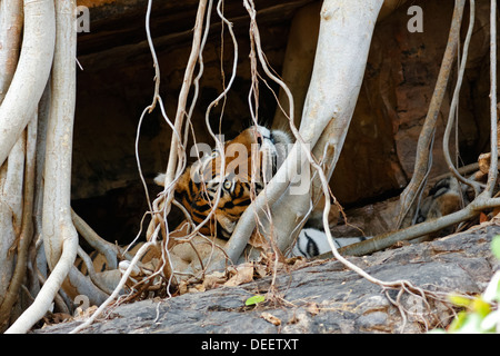 Erwachsene männliche Tiger im Inneren der Höhle ruhen und beobachten in Ranthambhore Tiger Reserve, Indien. (Panthera Tigris) Stockfoto