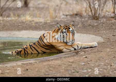 Männlichen Erwachsenen Loch Tiger Abkühlung im Wasser am Ranthambhore Wald, Indien. (Panthera Tigris) Stockfoto