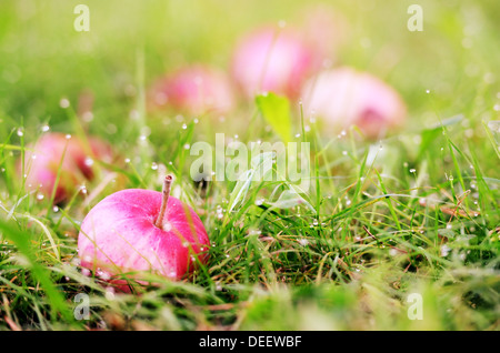 reifer Apfel in den Rasen und Tau-Tropfen Stockfoto