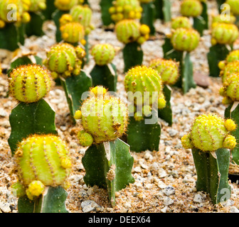 Kaktus in Nong Nooch Tropical Botanical Garden, Pattaya, Thailand. Stockfoto