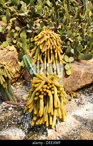 Kaktus in Nong Nooch Tropical Botanical Garden, Pattaya, Thailand. Stockfoto