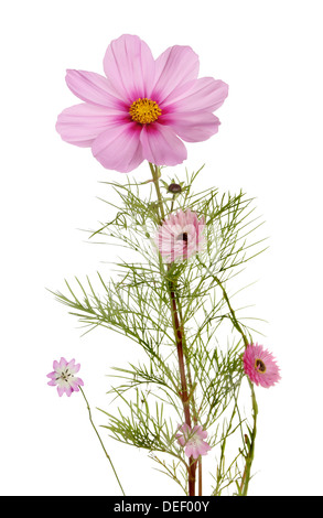 Blühende krautige Stauden isoliert gegen weiß Stockfoto