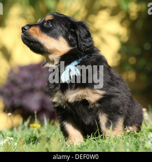 Entzückende Hovawart Welpen sitzen im Garten Stockfoto