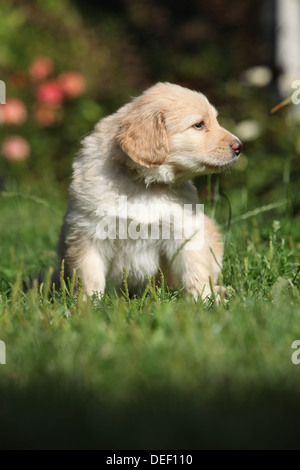 Entzückende Hovawart Welpen sitzen im Garten Stockfoto