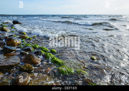 Algen an der Küste an der Ostsee auf der Insel Öland in Schweden Stockfoto