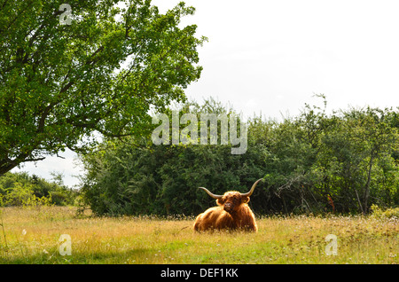 Hochlandrinder ruhen in einer Auenlandschaft Stockfoto