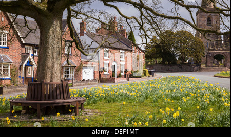 Astbury Dorf, Cheshire, Narzissen am Dorfplatz Stockfoto