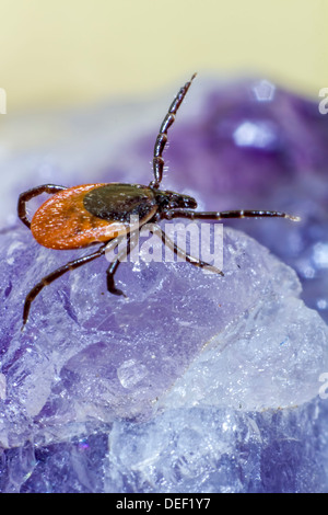 Porträt einer Zecke Stockfoto