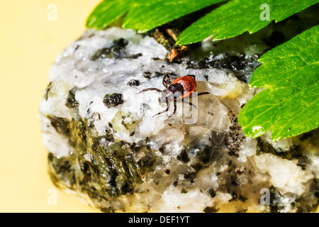 Porträt einer Zecke Stockfoto