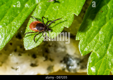 Porträt einer Zecke Stockfoto
