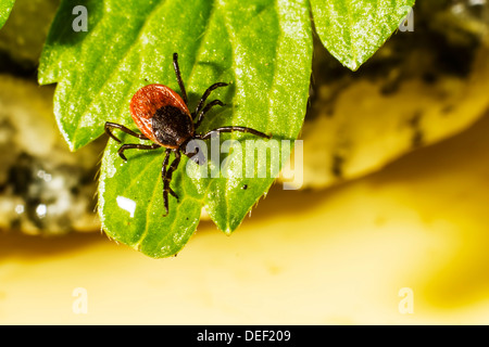 Porträt einer Zecke Stockfoto