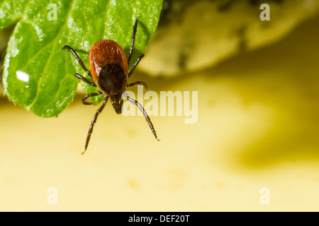 Porträt einer Zecke Stockfoto