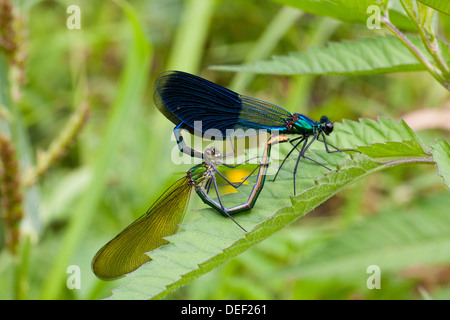 Paarende Libellen in schöne Prachtlibelle (Calopteryx Virgo) Stockfoto