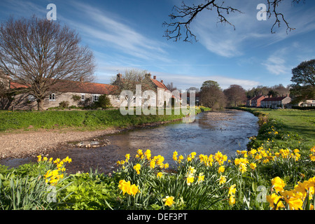 Narzissen in Sinnington, North Yorkshire Stockfoto