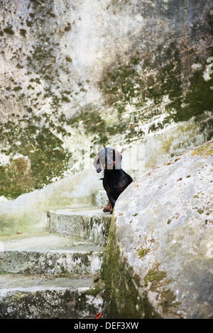 Neugierige Dackel in Sintra, Portugal Stockfoto