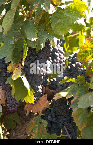 Trauben von schwarzen Trauben am Rebstock Stockfoto