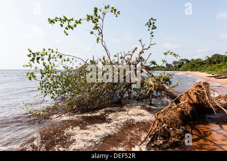 Afrika, Kamerun, Kribi. Umgestürzten Baum im Wasser. Stockfoto
