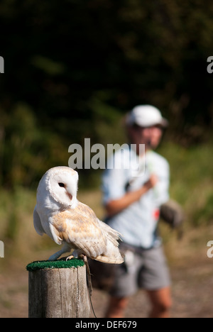 Schleiereule bei einer Greifvögel-Show auf Mont-Tremblant in Quebec Stockfoto