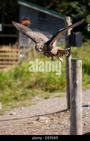 Eine große gehörnte Eule ausziehen bei einer Greifvögel-Show auf dem Gipfel Mont-Tremblant in Quebec, Kanada Stockfoto