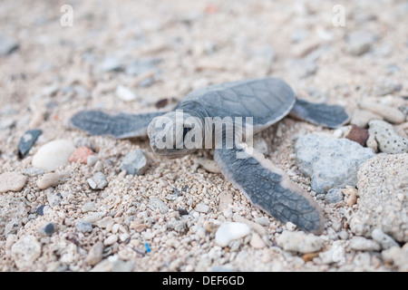 Eine grüne Meeresschildkröte (Chelonia Mydas) Jungtier klettert gegenüber dem Meer Bucht Canh Insel, eines der Con Dao Islands, Vietnam. Stockfoto