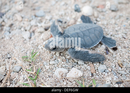 Eine grüne Meeresschildkröte (Chelonia Mydas) Jungtier klettert gegenüber dem Meer Bucht Canh Insel, eines der Con Dao Islands, Vietnam. Stockfoto