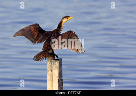 Die kleine Pied Kormoran, kleine Shag oder Kawaupaka (Microcarbo Melanoleucos) ist eine gemeinsame Australasian Wasservögel. Stockfoto