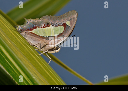 Gemeinsamen Nawab Schmetterling Stockfoto