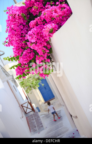 Schöne Gassen mit Bougainvillea auf alten traditionellen weißen Haus in Emporio Santorini, Griechenland Stockfoto