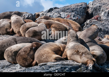 Südamerikanische Seelöwe (Otaria Flavescens), Beagle-Kanal, Argentinien, Südamerika Stockfoto