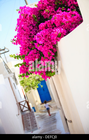 Schöne Gassen mit Bougainvillea auf alten traditionellen weißen Haus in Emporio Santorini, Griechenland Stockfoto