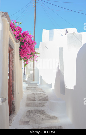 Schöne Gassen mit Bougainvillea auf alten traditionellen weißen Haus in Emporio Santorini, Griechenland Stockfoto