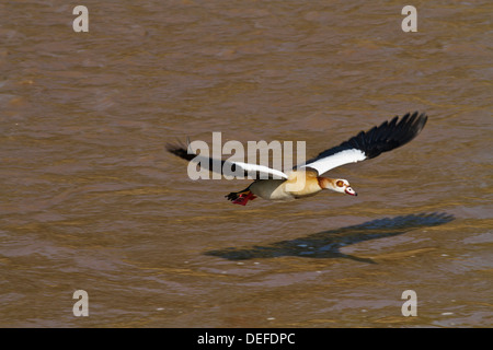 Nilgans (Alopochen Aegyptiacus) über den Fluss Mara, Maasai Mara Wildlife Reserve, Kenia fliegen. Stockfoto