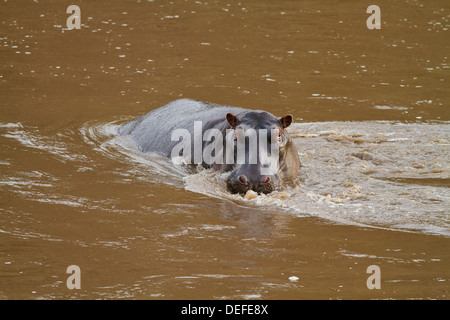 Hippo (Nilpferd amphibischen) in den Fluss Mara, Maasai Mara Wildlife Reserve, Kenia. Stockfoto