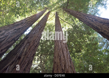 Riesigen Coastal Redwood-Bäume in Muir Woods, Kalifornien Stockfoto