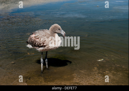 Young-Anden-Flamingo (Phoenicoparrus Andinus) in einer Lagune, Uyuni, Bolivien Stockfoto