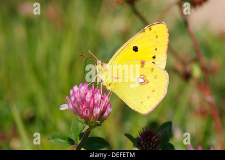 Blasse getrübt gelb (Colias Hyale), männliche Schmetterling auf rotem Klee (Trifolium Pratense), North Rhine-Westphalia, Deutschland Stockfoto