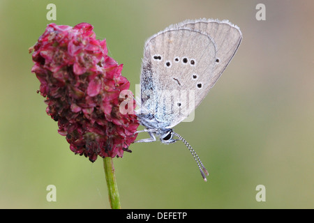 Mazarine Blue (Polyommatus Semiargus) Schmetterling zeigt die Unterseite des Flügels auf eine große Burnet (Sanguisorba Officinalis) Stockfoto