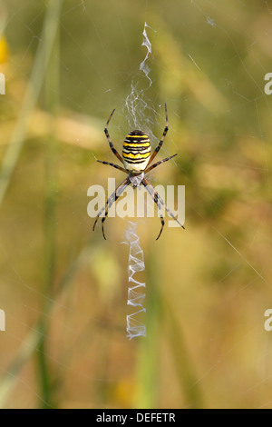 Wasp Spider oder Zebra Spider (Argiope Bruennichi), weiblichen sitzen in einem Web, North Rhine-Westphalia, Deutschland Stockfoto