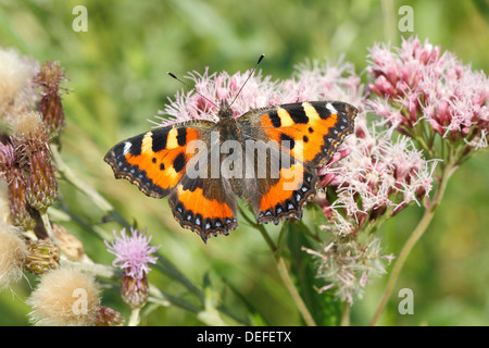 Kleiner Fuchs (Aglais Urticae) Schmetterling mit offenen Flügeln, North Rhine-Westphalia, Deutschland Stockfoto