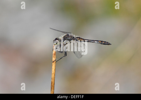 Schwarz-Darter (Sympetrum Danae) sonnen sich auf einem Stiel, North Rhine-Westphalia, Deutschland Stockfoto