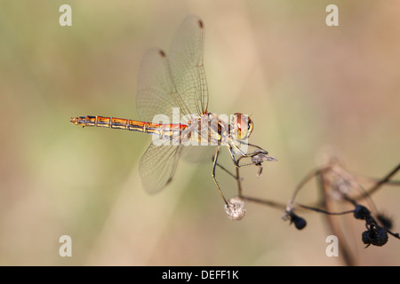 Vagrant Darter (Sympetrum Vulgatum), Weiblich, North Rhine-Westphalia, Deutschland Stockfoto