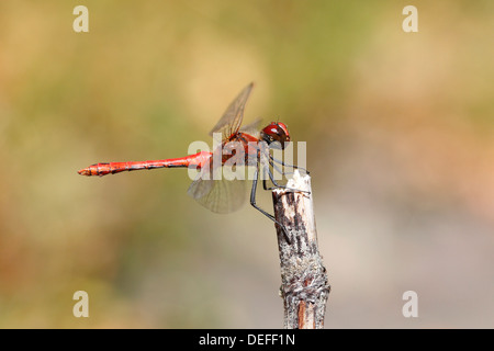 Ruddy Darter (Sympetrum Sanguineum), männliche ruht auf einem Stiel, North Rhine-Westphalia, Deutschland Stockfoto