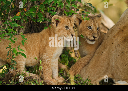 Löwenbabys (Panthera Leo) im Busch, Maasai Mara Wildlife Reserve, Kenia. Stockfoto